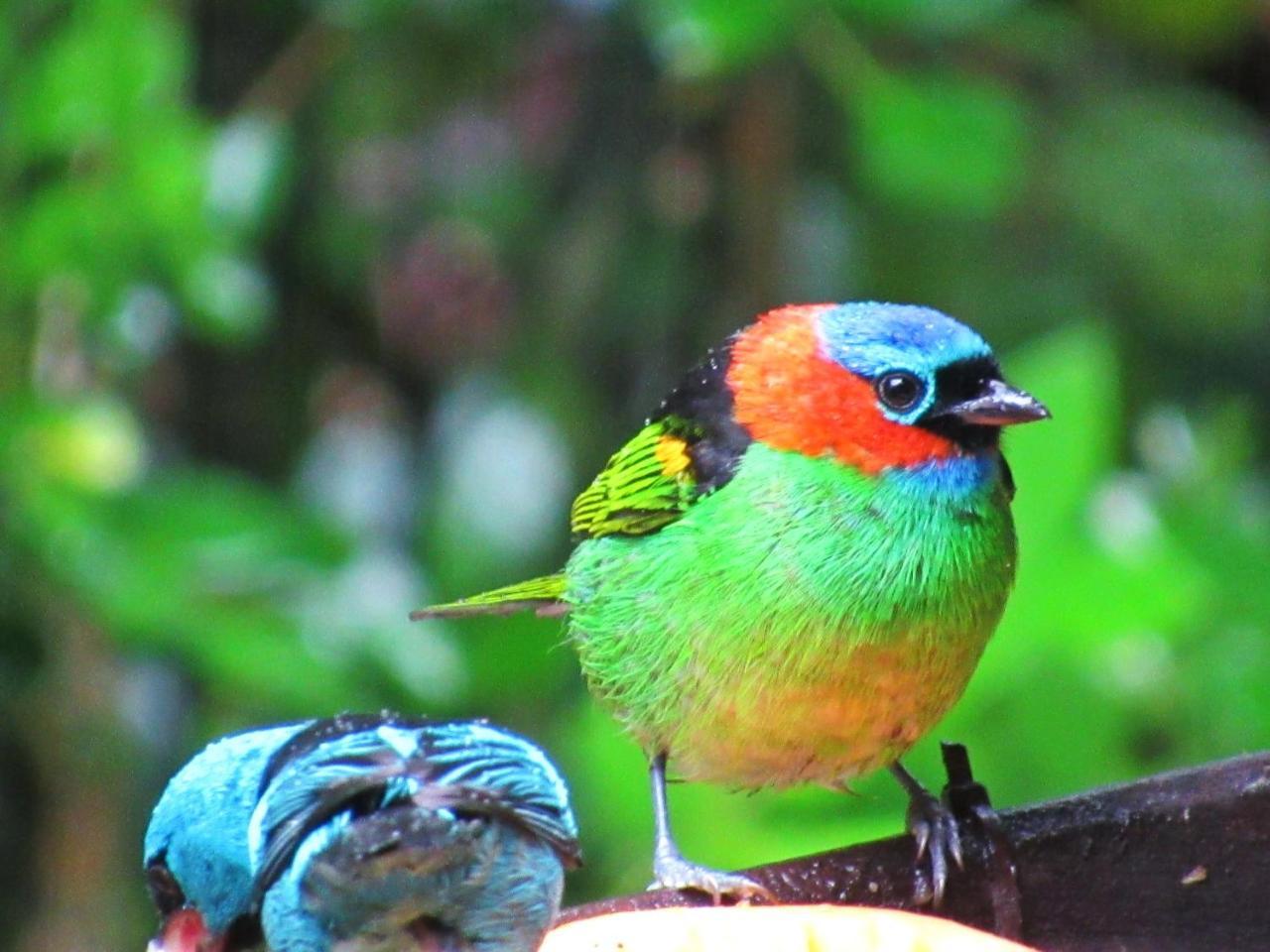 Pousada Do Pinheiro Camburi  Eksteriør bilde
